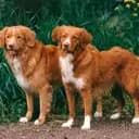 HusseUtanHund